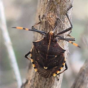 Unidentified Shield, Stink or Jewel Bug (Pentatomoidea) at Bungendore, NSW by clarehoneydove