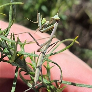 Mantidae (family) adult or nymph at Bungendore, NSW - suppressed