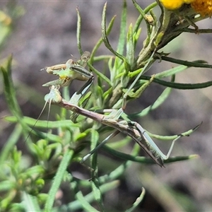 Mantidae (family) adult or nymph at Bungendore, NSW - suppressed