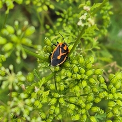 Agonoscelis rutila at Bungendore, NSW - 7 Dec 2024 by clarehoneydove