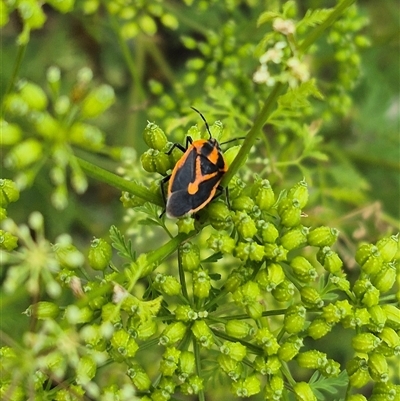 Agonoscelis rutila at Bungendore, NSW - 7 Dec 2024 by clarehoneydove