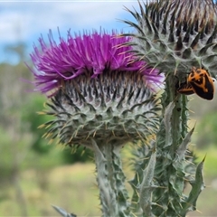 Agonoscelis rutila at Bungendore, NSW - suppressed