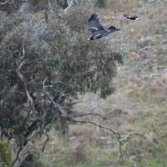 Aquila audax (Wedge-tailed Eagle) at Strathnairn, ACT - 3 Jun 2022 by Untidy