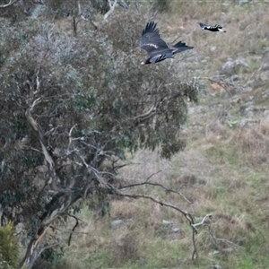 Aquila audax at Strathnairn, ACT by Untidy