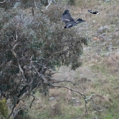 Aquila audax at Strathnairn, ACT - 3 Jun 2022 by Untidy