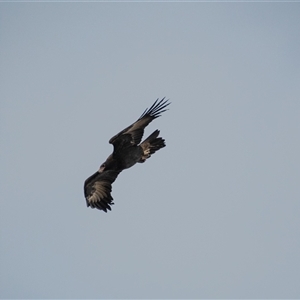 Aquila audax at Strathnairn, ACT - 3 Jun 2022 03:56 PM