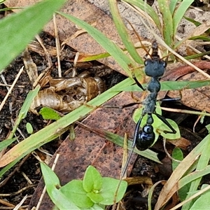 Myrmecia tarsata at Kingsdale, NSW - 7 Dec 2024