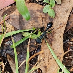 Myrmecia tarsata at Kingsdale, NSW - 7 Dec 2024