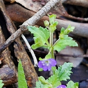 Veronica calycina at Kingsdale, NSW - 7 Dec 2024 01:19 PM