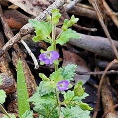 Veronica calycina at Kingsdale, NSW - 7 Dec 2024 01:19 PM