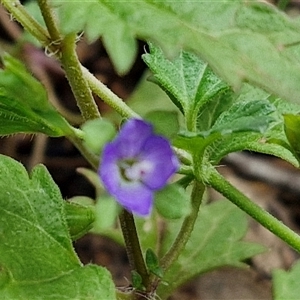 Veronica calycina at Kingsdale, NSW - 7 Dec 2024 01:19 PM