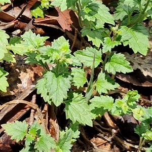 Veronica calycina at Kingsdale, NSW - 7 Dec 2024 01:19 PM