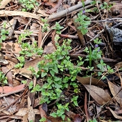 Veronica calycina at Kingsdale, NSW - 7 Dec 2024 01:19 PM