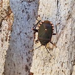 Notius depressus (Shield bug) at Kingsdale, NSW - 7 Dec 2024 by trevorpreston