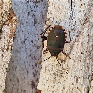 Unidentified True bug (Hemiptera, Heteroptera) at Kingsdale, NSW by trevorpreston