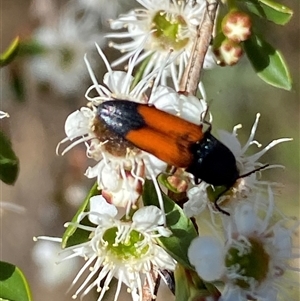 Anilicus xanthomus at Jerrabomberra, NSW - 7 Dec 2024