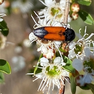 Anilicus xanthomus at Jerrabomberra, NSW - 7 Dec 2024