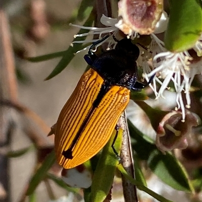 Castiarina subpura (A jewel beetle) at Jerrabomberra, NSW - 7 Dec 2024 by SteveBorkowskis