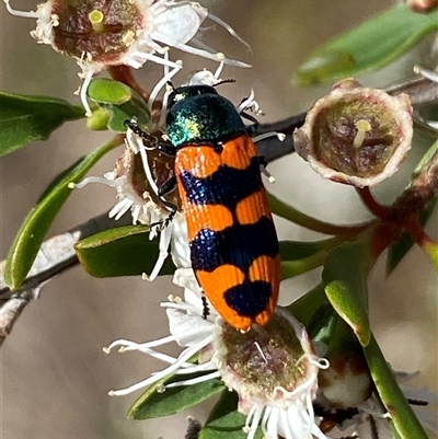 Castiarina crenata (Jewel beetle) at Jerrabomberra, NSW - 7 Dec 2024 by SteveBorkowskis