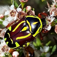 Eupoecila australasiae (Fiddler Beetle) at Jerrabomberra, NSW - 7 Dec 2024 by SteveBorkowskis