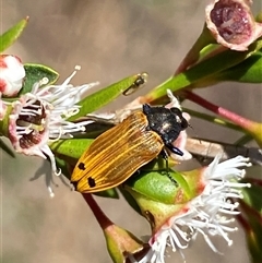 Castiarina balteata (A jewel beetle) at Jerrabomberra, NSW - 7 Dec 2024 by SteveBorkowskis