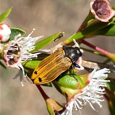 Castiarina balteata (A jewel beetle) at Jerrabomberra, NSW - 7 Dec 2024 by SteveBorkowskis