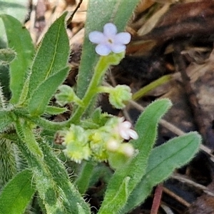 Cynoglossum australe (Australian Forget-me-not) at Kingsdale, NSW by trevorpreston