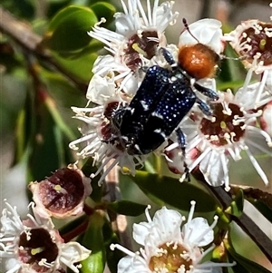 Zenithicola crassus (Clerid beetle) at Jerrabomberra, NSW by SteveBorkowskis