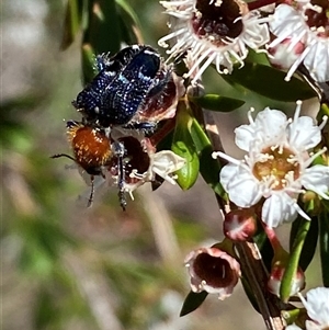 Zenithicola crassus at Jerrabomberra, NSW - 7 Dec 2024