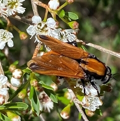 Pelecorhynchus fulvus at Jerrabomberra, NSW - 7 Dec 2024