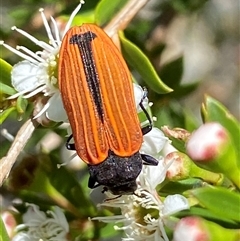 Castiarina erythroptera (Lycid Mimic Jewel Beetle) at Jerrabomberra, NSW - 7 Dec 2024 by SteveBorkowskis