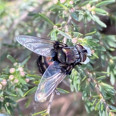 Rutilia (Donovanius) sp. (genus & subgenus) (A Bristle Fly) at Jerrabomberra, NSW - 7 Dec 2024 by SteveBorkowskis