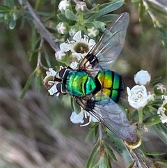 Rutilia (Chrysorutilia) sp. (genus & subgenus) (A Bristle Fly) at Jerrabomberra, NSW - 7 Dec 2024 by SteveBorkowskis