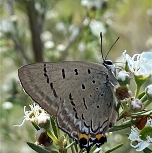 Jalmenus ictinus (Stencilled Hairstreak) at Jerrabomberra, NSW by SteveBorkowskis