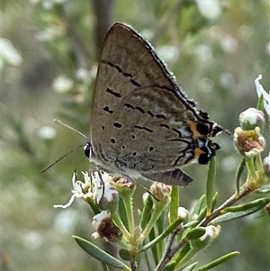 Jalmenus ictinus at Jerrabomberra, NSW - 7 Dec 2024