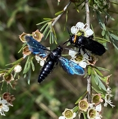 Scoliidae (family) (Unidentified Hairy Flower Wasp) at Jerrabomberra, NSW - 7 Dec 2024 by SteveBorkowskis