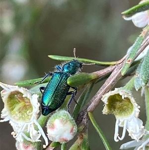 Unidentified Checkered Beetles (Cleridae) at Jerrabomberra, NSW by SteveBorkowskis