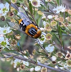 Scaptia (Scaptia) auriflua (A flower-feeding march fly) at Jerrabomberra, NSW - 7 Dec 2024 by SteveBorkowskis