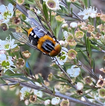 Scaptia (Scaptia) auriflua at Jerrabomberra, NSW - 7 Dec 2024 by SteveBorkowskis