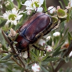 Bisallardiana gymnopleura (Brown flower chafer) at Jerrabomberra, NSW - 7 Dec 2024 by SteveBorkowskis