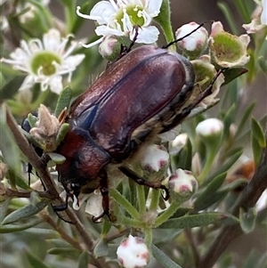 Bisallardiana gymnopleura at Jerrabomberra, NSW by SteveBorkowskis