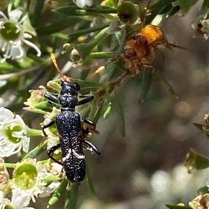 Scrobiger idoneus at Jerrabomberra, NSW - 7 Dec 2024 03:15 PM