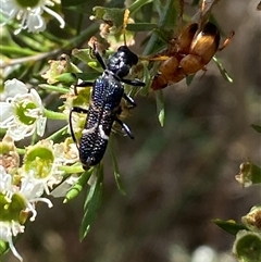 Scrobiger idoneus at Jerrabomberra, NSW - 7 Dec 2024 03:15 PM