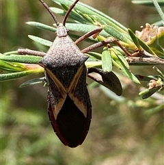 Mictis profana (Crusader Bug) at Jerrabomberra, NSW - 7 Dec 2024 by SteveBorkowskis