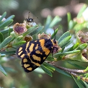 Asura lydia (Lydia Lichen Moth) at Jerrabomberra, NSW by SteveBorkowskis