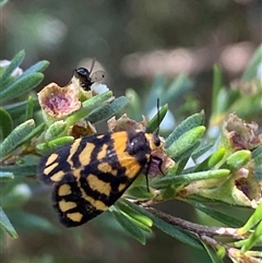 Asura lydia at Jerrabomberra, NSW - 7 Dec 2024