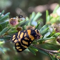 Asura lydia at Jerrabomberra, NSW - 7 Dec 2024