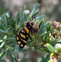 Asura lydia at Jerrabomberra, NSW - 7 Dec 2024