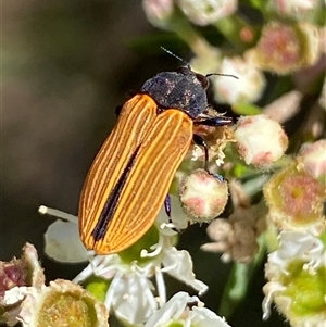 Castiarina erythroptera at Jerrabomberra, NSW - 7 Dec 2024 03:07 PM