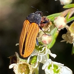 Castiarina erythroptera at Jerrabomberra, NSW - 7 Dec 2024 03:07 PM